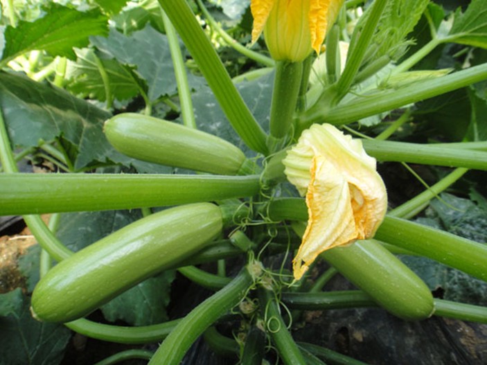 Cucurbita Pepo seed SUMMER SQUASH BELL Garden Company,Wholesale Plant